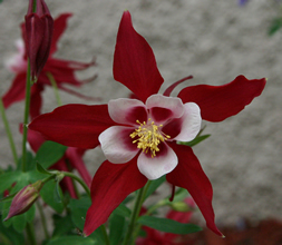 Red Columbine